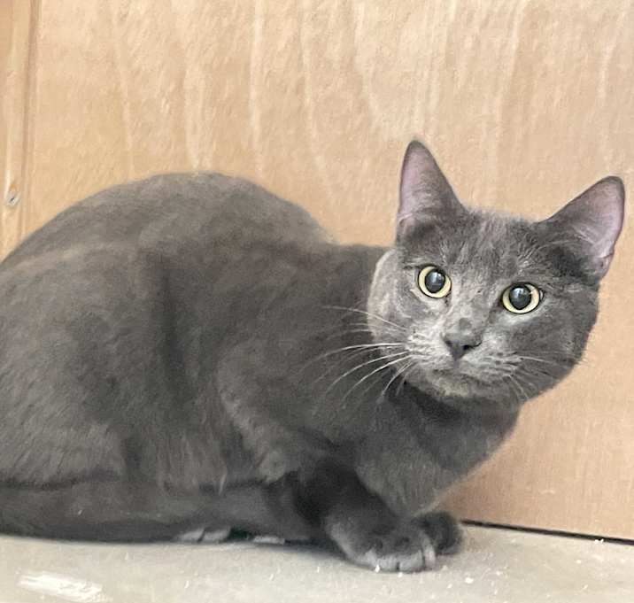 Photo of Norman