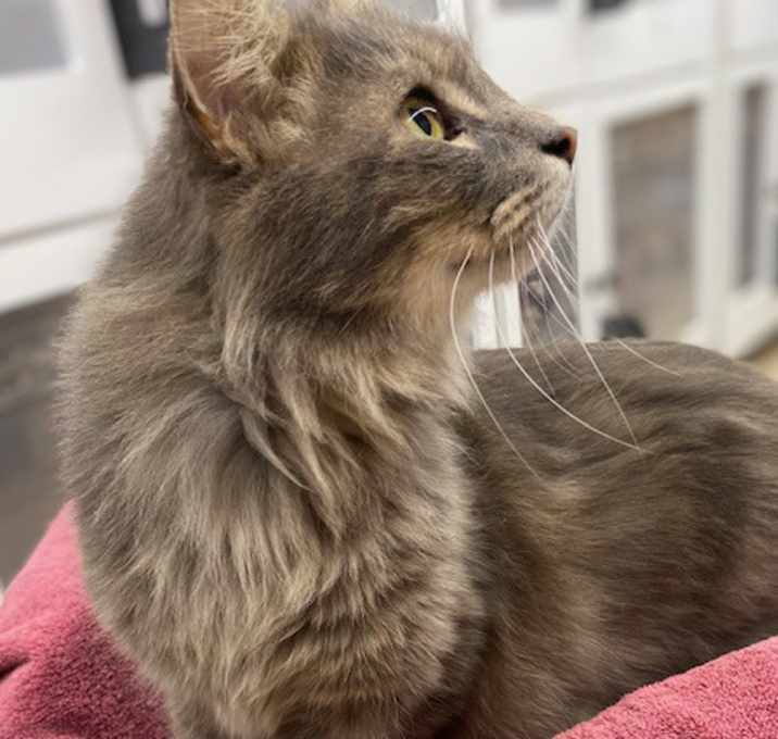 Photo of Percy