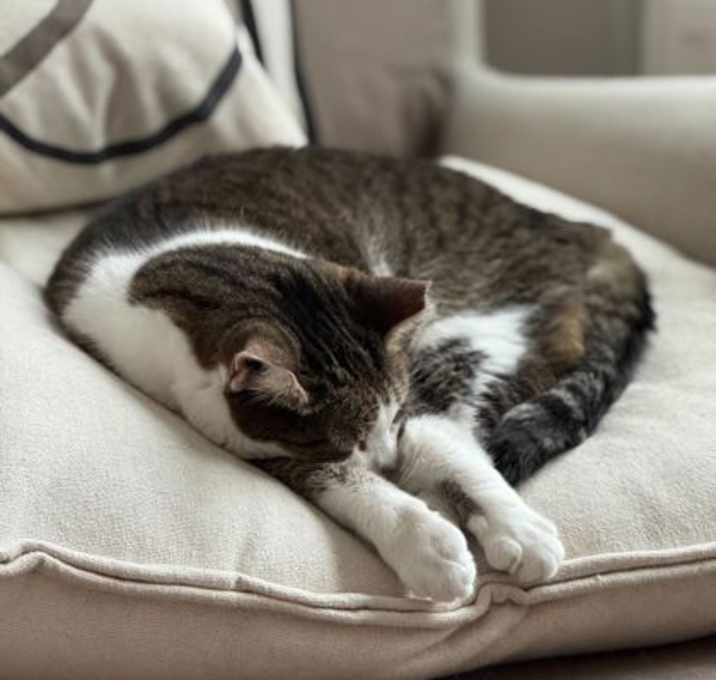 Photo of Prancer