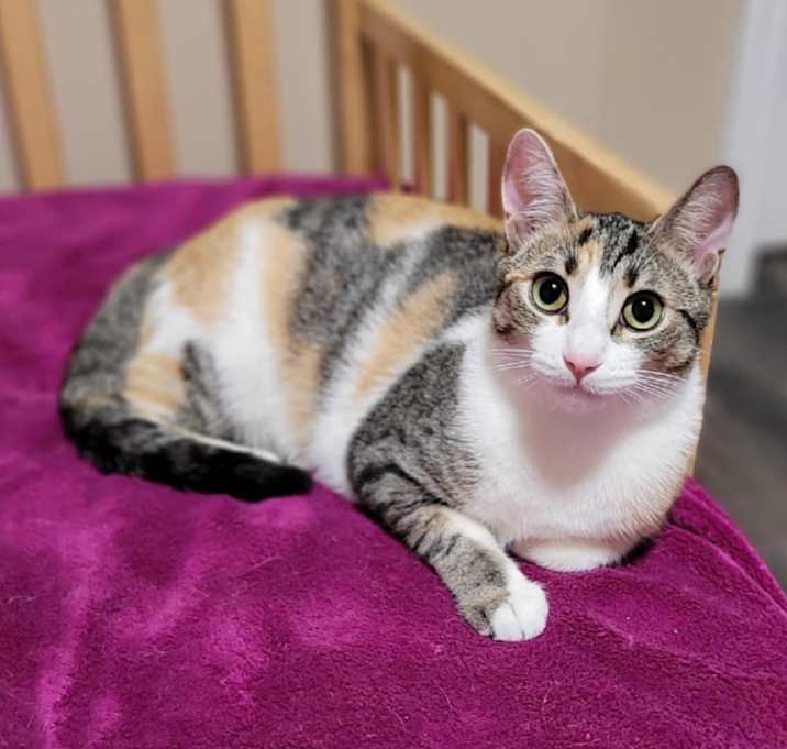 Photo of Cleocatra