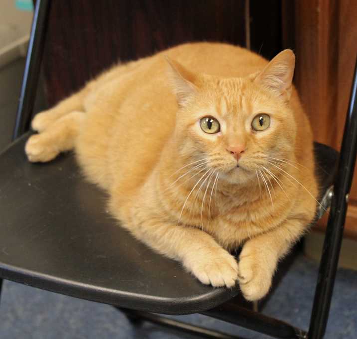 Photo of Peaches