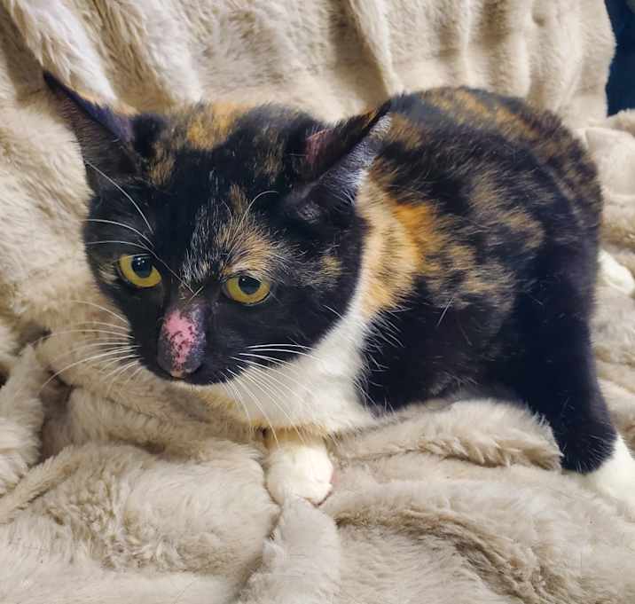 Photo of Cali
