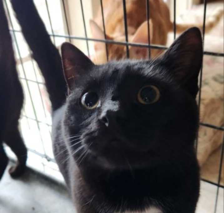 Photo of Notte