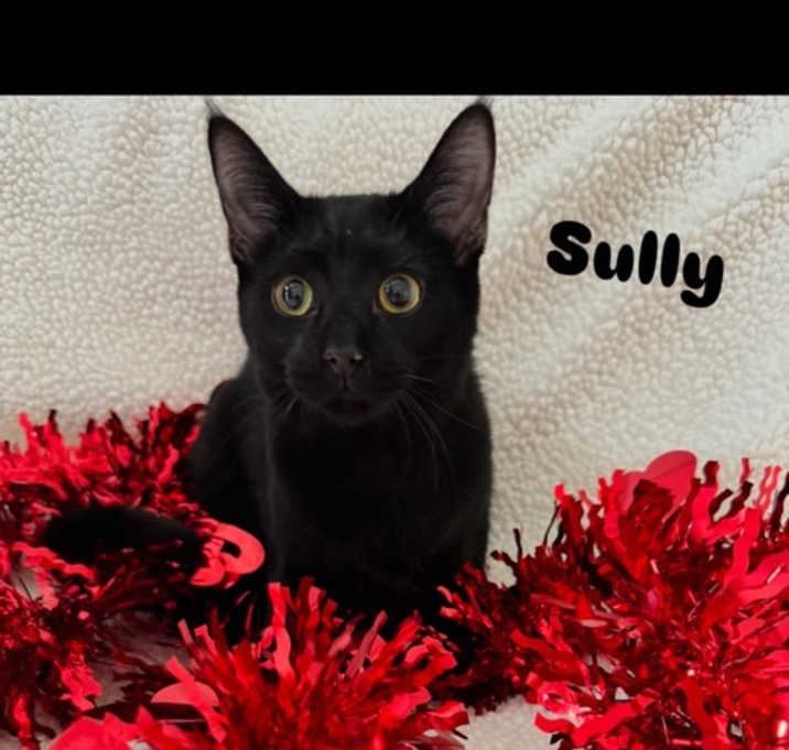 Photo of Sully