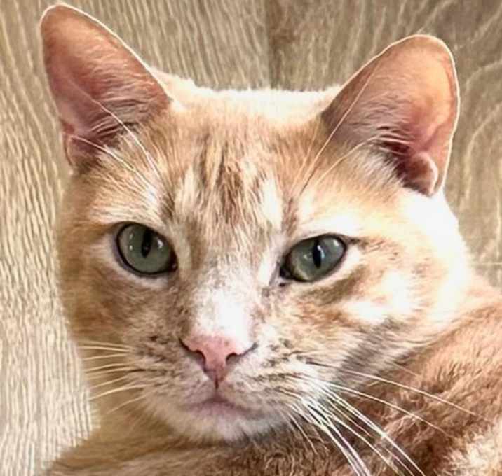 Photo of So So Cute Cooper