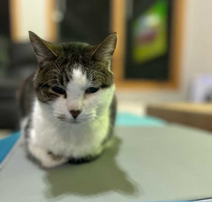 Photo of Diva