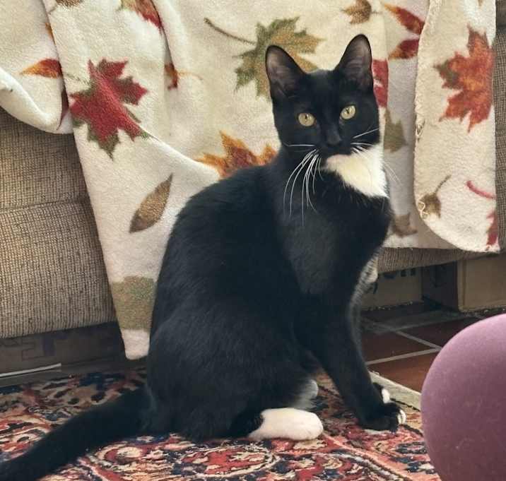 Photo of Sugar Plum