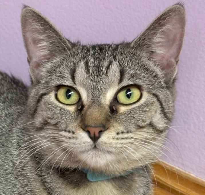 Photo of Pierogi
