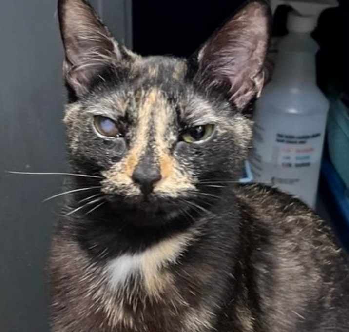 Photo of Buttercup 5
