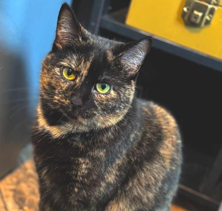 Photo of Loxli