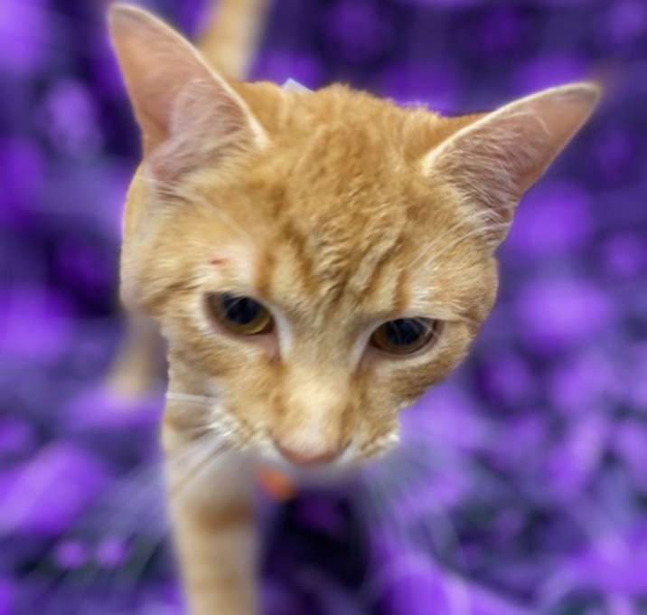 Photo of Tabasco