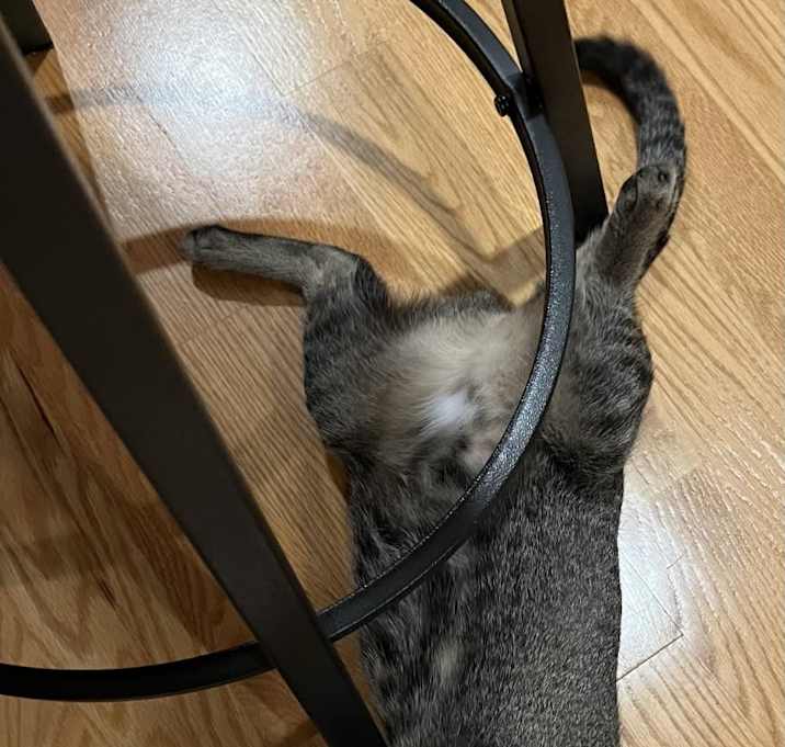 Photo of Pepper