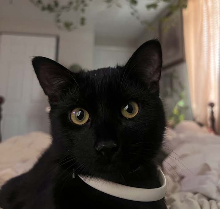 Photo of Remi