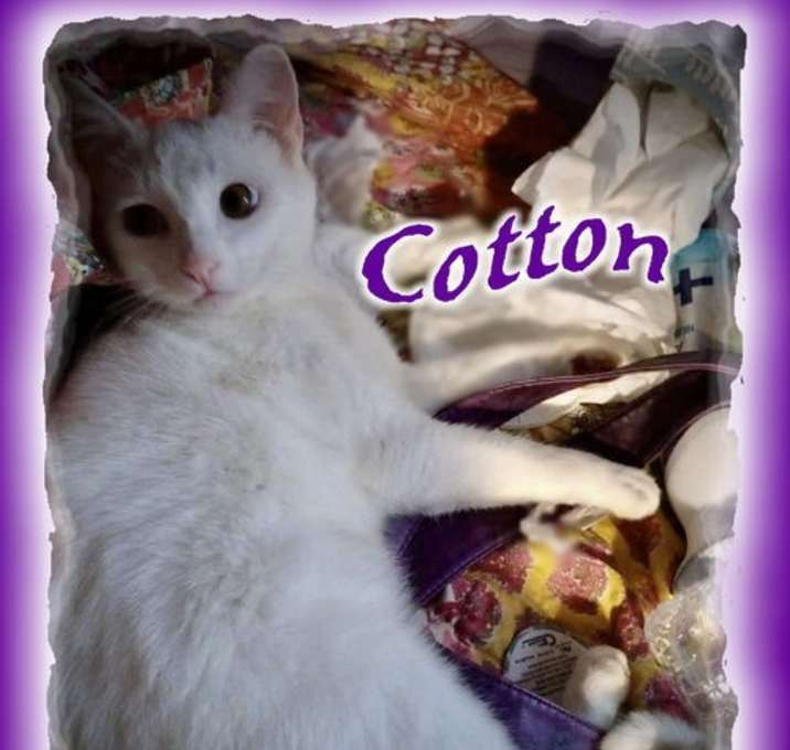 Photo of Cotton