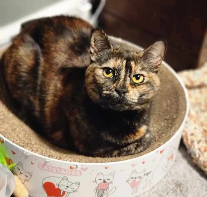 Photo of Spaghetti