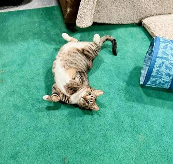 Photo of Nutmeg
