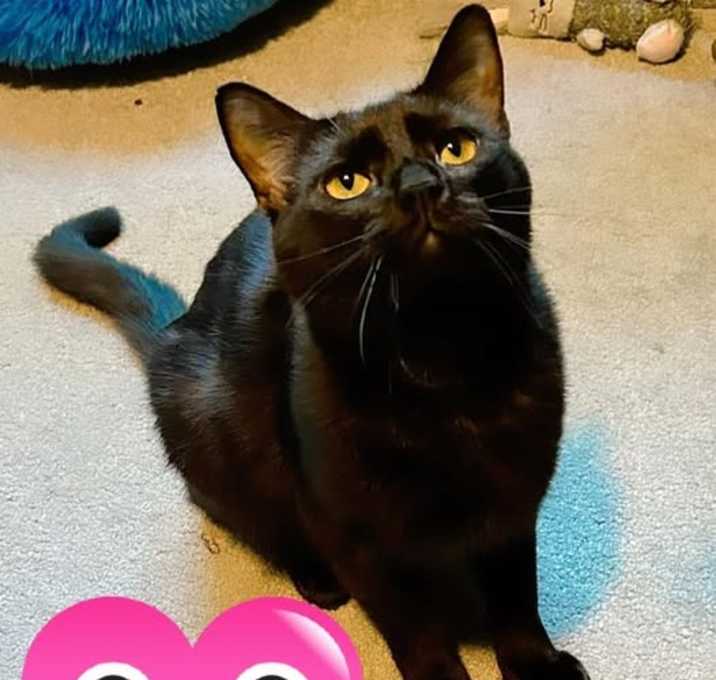 Photo of Rotini
