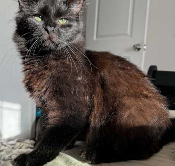 Photo of Ebony
