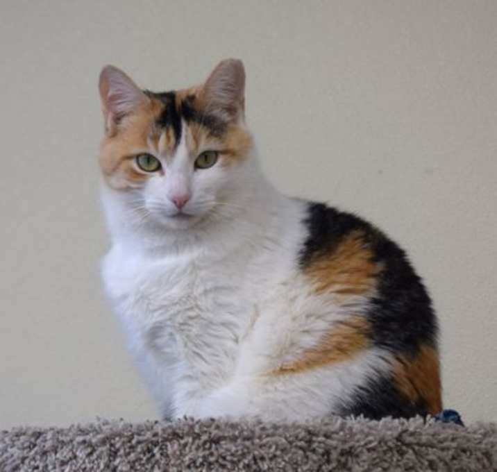 Photo of Sweet Caroline