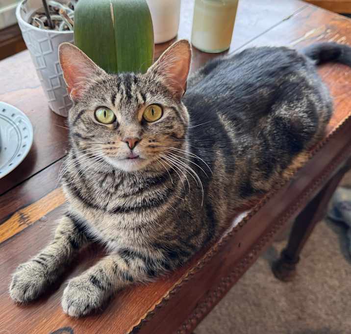 Photo of Callie
