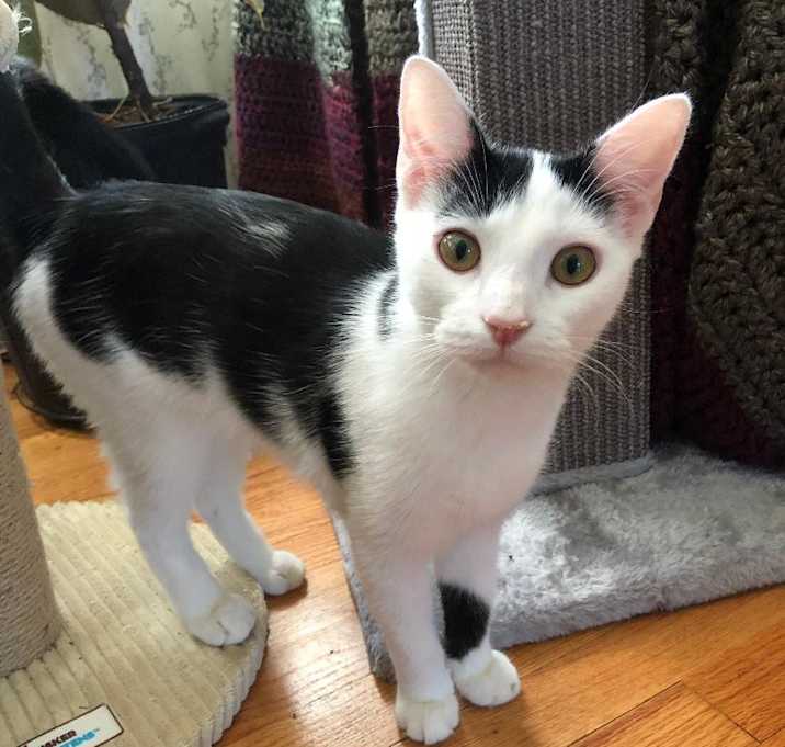 Photo of Violet