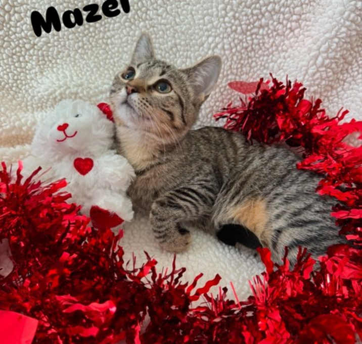 Photo of Mazel
