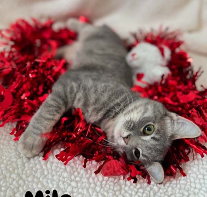 Photo of Milo