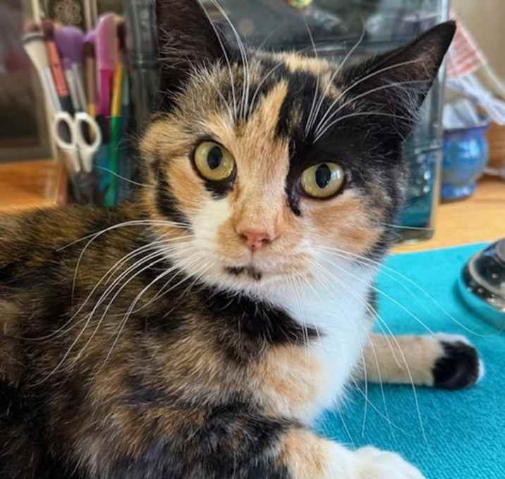 Photo of Sweet Pea - Calico Cutie