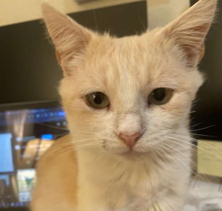 Photo of Bagel