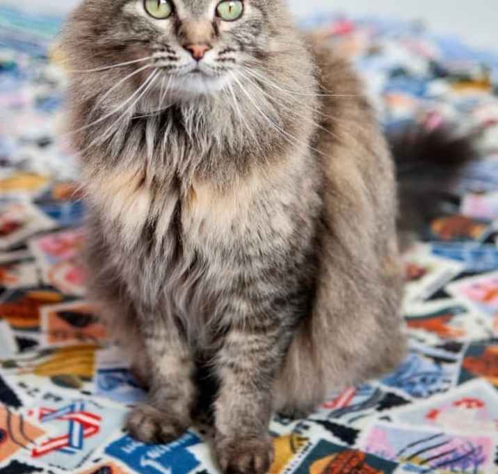 Photo of Misty