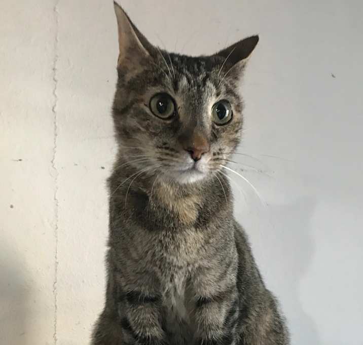 Photo of Aria
