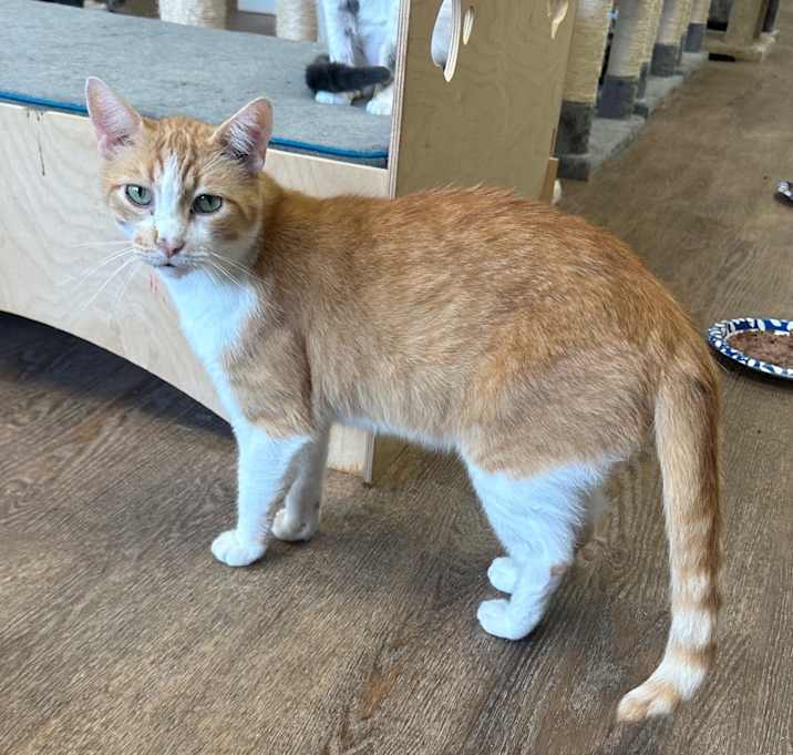 Photo of Cheerio