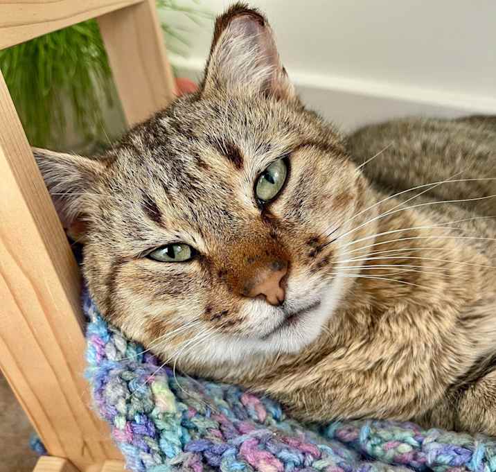 Photo of Sammy (Swamp Kitty)