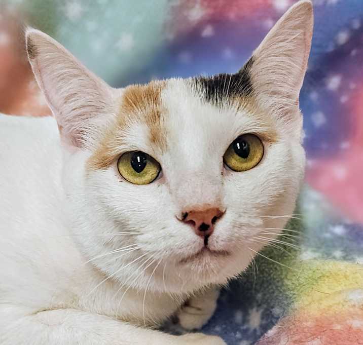 Photo of Cookie- RC PetSmart