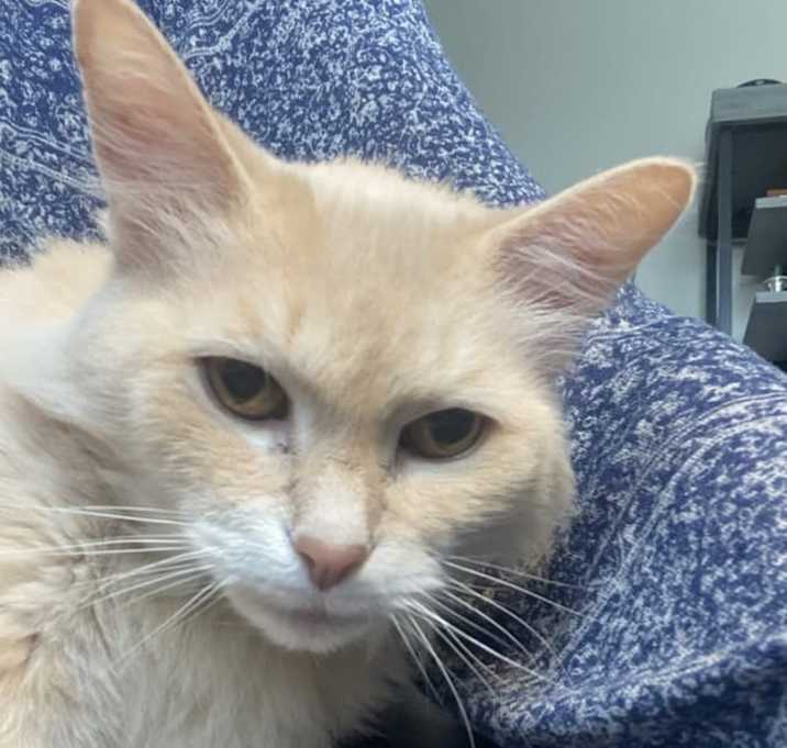 Photo of Blondie