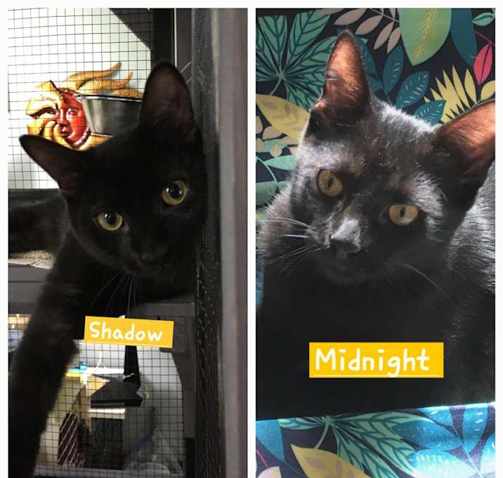 Photo of Monica(adopted) & Phoebe