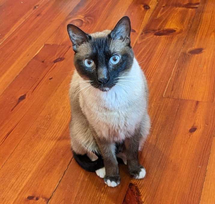 Photo of Draco Meowfoy