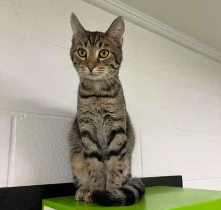 Photo of Meow-len