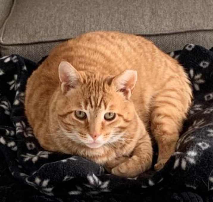 Photo of Gritty