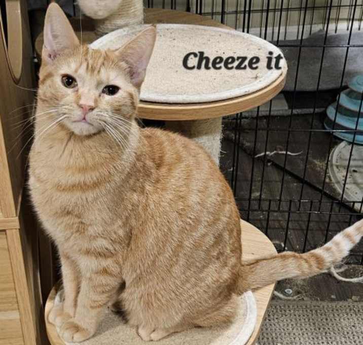 Photo of Cheeze It