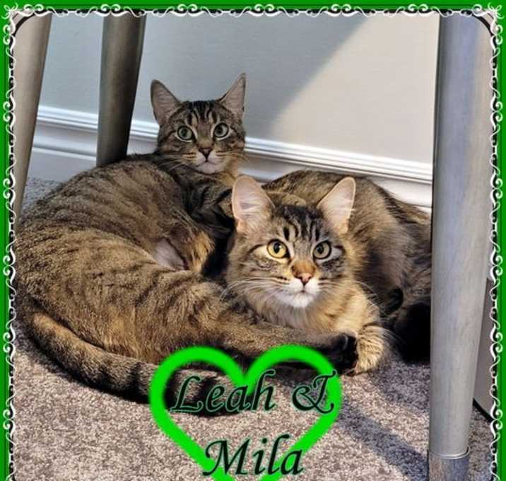 Photo of LEAH & MILA BONDED MOM & DAUGHTER