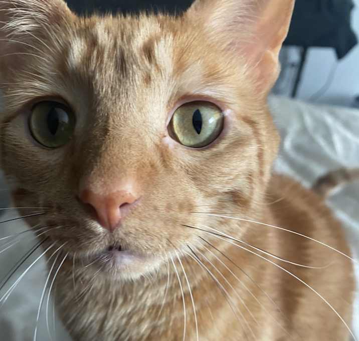 Photo of Percy