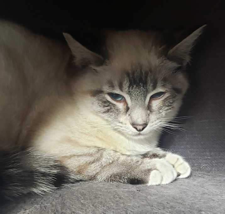 Photo of Bartholomew Marshmallows