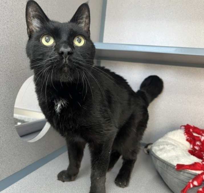 Photo of Licorice