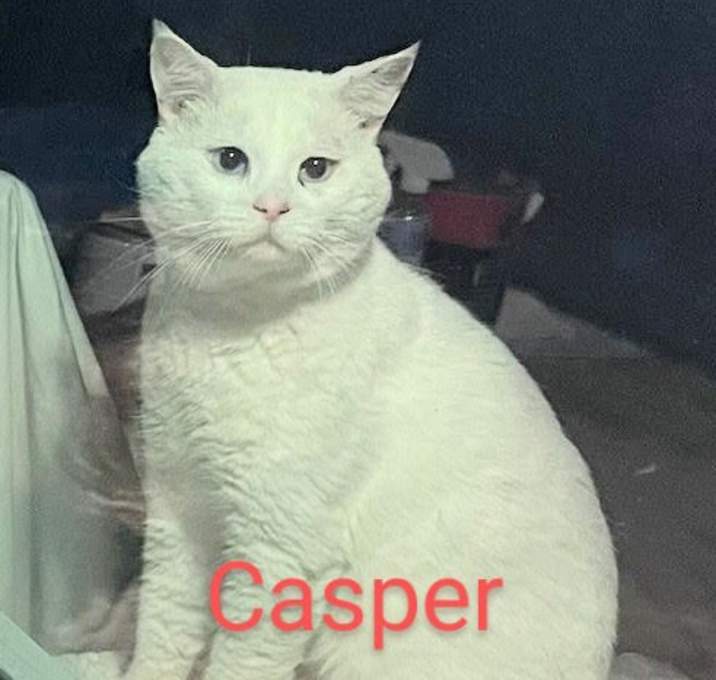 Photo of Casper