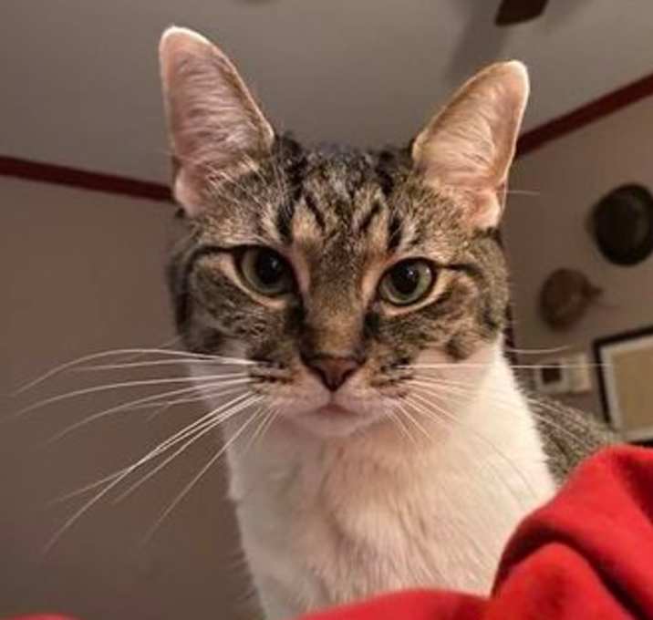 Photo of Punky