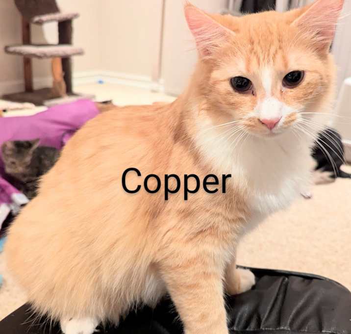 Photo of Copper and Churro