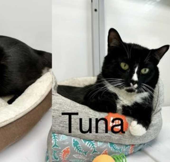 Photo of Waffle and Tuna