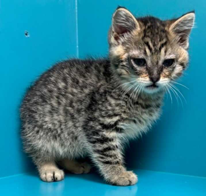 Photo of Dusty