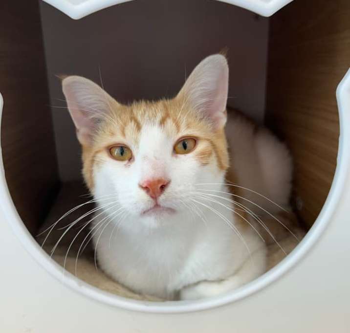 Photo of Marble
